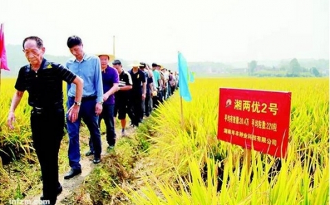 袁隆平“超級(jí)稻”不超級(jí) 商標(biāo)涉嫌虛假宣傳